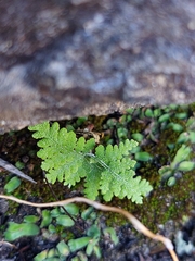 Pentagramma rebmanii