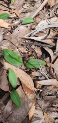 Chiloglottis valida