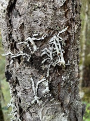 Hypogymnia imshaugii