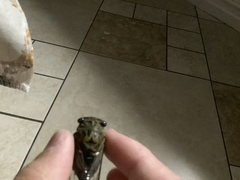 Neotibicen pruinosus