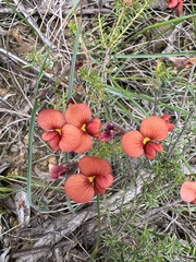 Dillwynia hispida