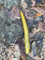 Ariolimax dolichophallus