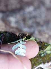 Pentagramma rebmanii