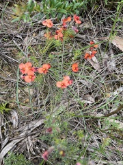 Dillwynia hispida