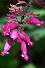 Salvia involucrata