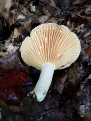 Lactarius subplinthogalus