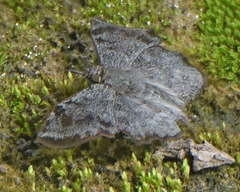 Antigonus erosus