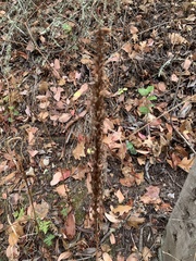 Platanthera elongata