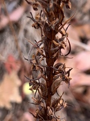 Platanthera elongata