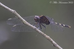 Erythemis plebeja