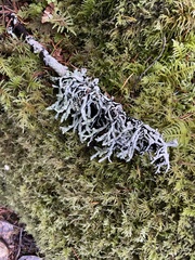 Hypogymnia imshaugii