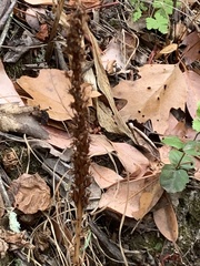 Platanthera elongata