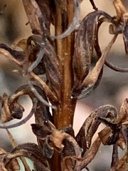 Platanthera elongata