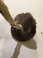 Fungi