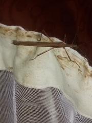 Pseudophasma unicolor