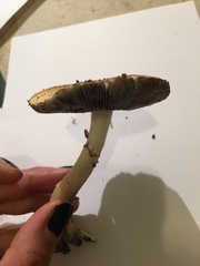 Fungi