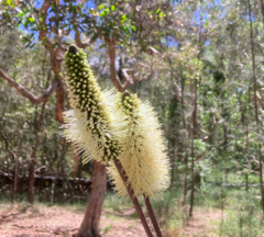 Xanthorrhoea macronema