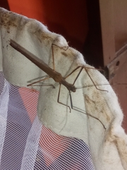 Pseudophasma unicolor