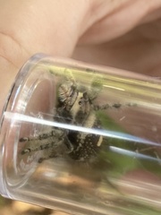 Phidippus regius