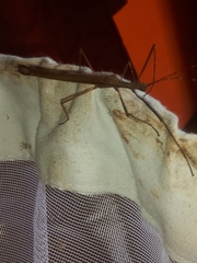 Pseudophasma unicolor