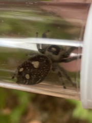 Phidippus regius
