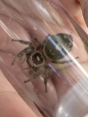 Phidippus regius