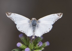 Heliopetes laviana