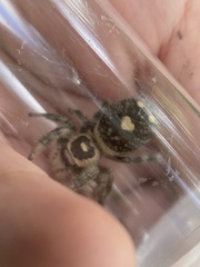 Phidippus regius