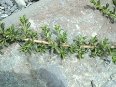 Escallonia carmelitana