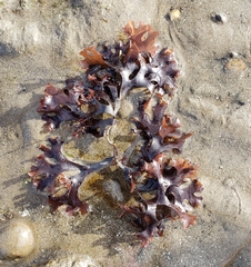 Chondrus crispus