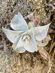 Dudleya cymosa pumila