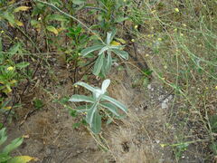 Asclepias eriocarpa
