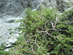 Escallonia carmelitana