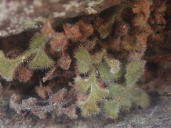 Asplenium subglandulosum