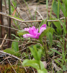 Polygaloides paucifolia