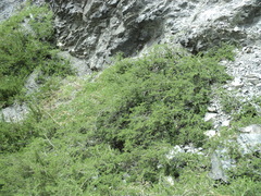 Escallonia carmelitana