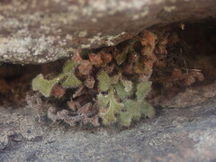 Asplenium subglandulosum