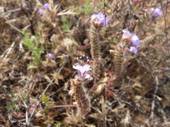 Phacelia distans