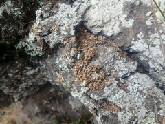 Dermatocarpon miniatum