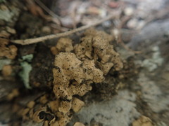 Dermatocarpon miniatum