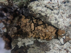 Dermatocarpon miniatum