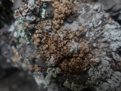 Dermatocarpon miniatum