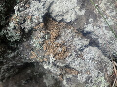 Dermatocarpon miniatum