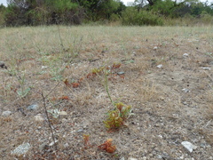 Lastarriaea coriacea