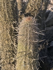 Haageocereus acranthus