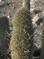 Haageocereus acranthus