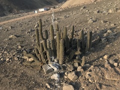 Haageocereus acranthus