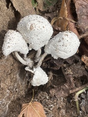 Leucocoprinus cretaceus image