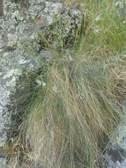 Festuca actae