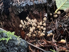 Mycena maculata